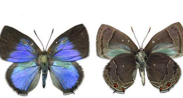 <em>Thereus lomalarga</em>