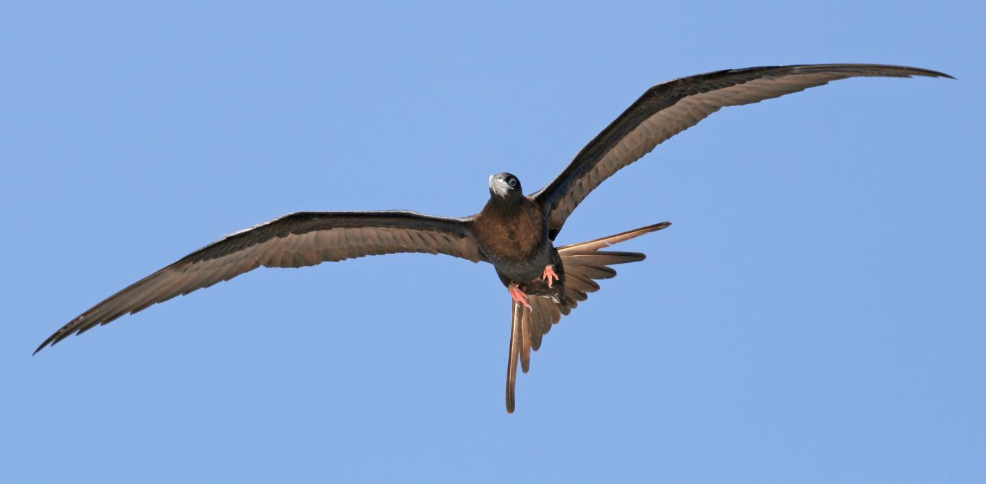 A female Ascension frigatebird