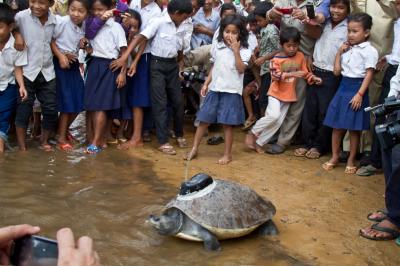 Southern River Terrapin