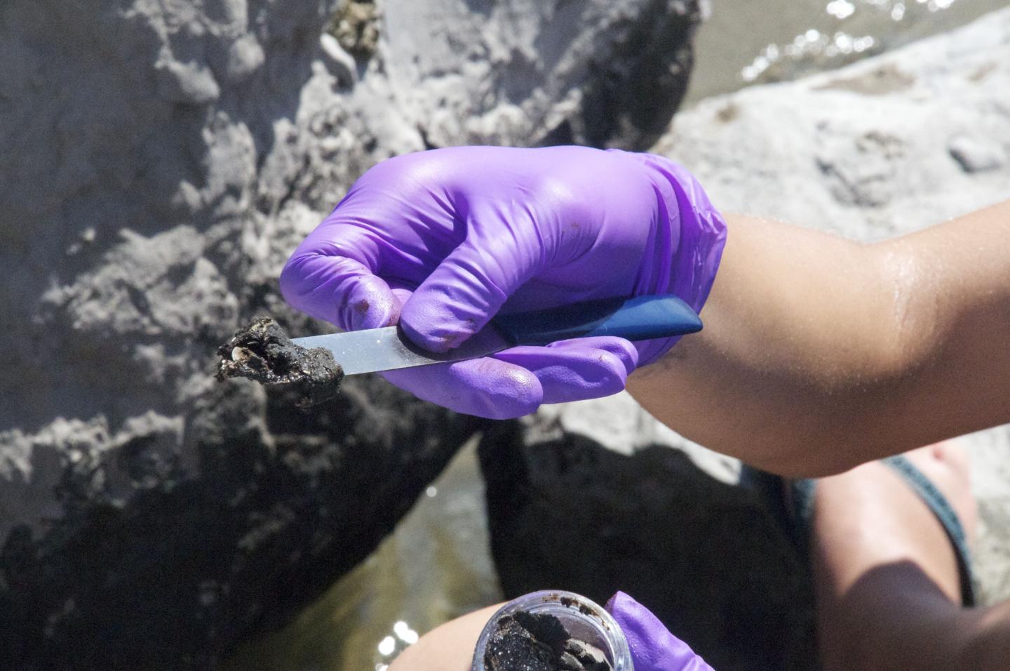 Deepwater Horizon Oil Spill Research Continues