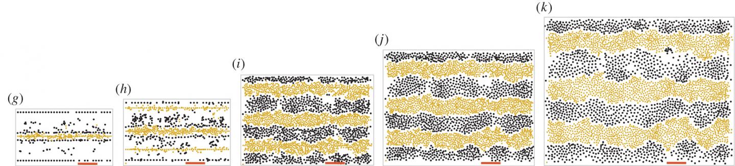 Zebrafish Stripes Modeled