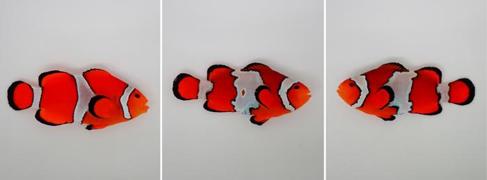 Clownfish wildtype and Snowflake phenotypes