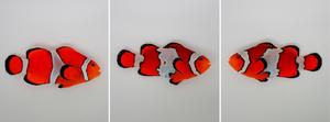 Clownfish wildtype and Snowflake phenotypes