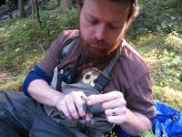 Tonra Banding a Dipper