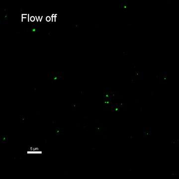 Unraveling a von Willebrand Factor molecule
