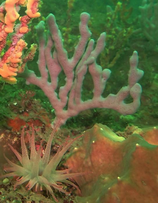 Marine sponge from the Sugashima coast, Japan