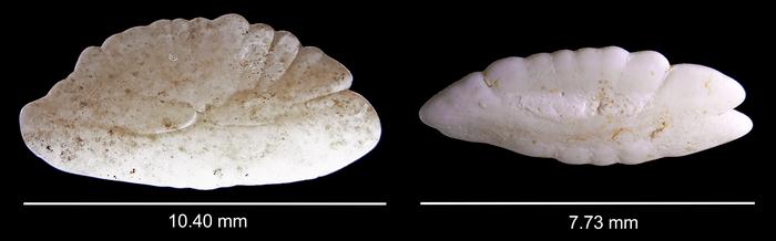 Otoliths