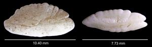 Otoliths