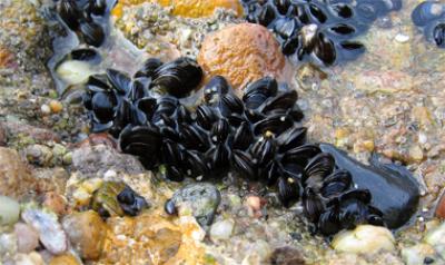 Adhesive Shellfish