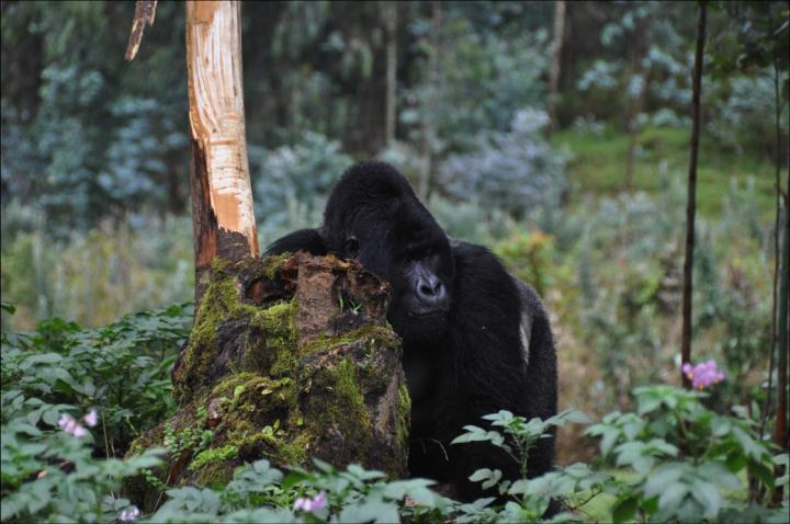 Researchers Stress the Need for Research on Ebola Virus Disease in Great Apes