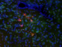 Dopaminergic Neurons