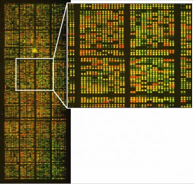Microarray Analysis