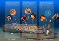 Chart Wood-colonization