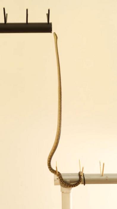 upright snake