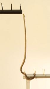 upright snake