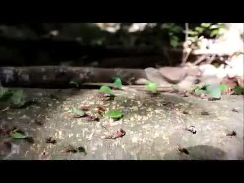Leaf Cutter Ants