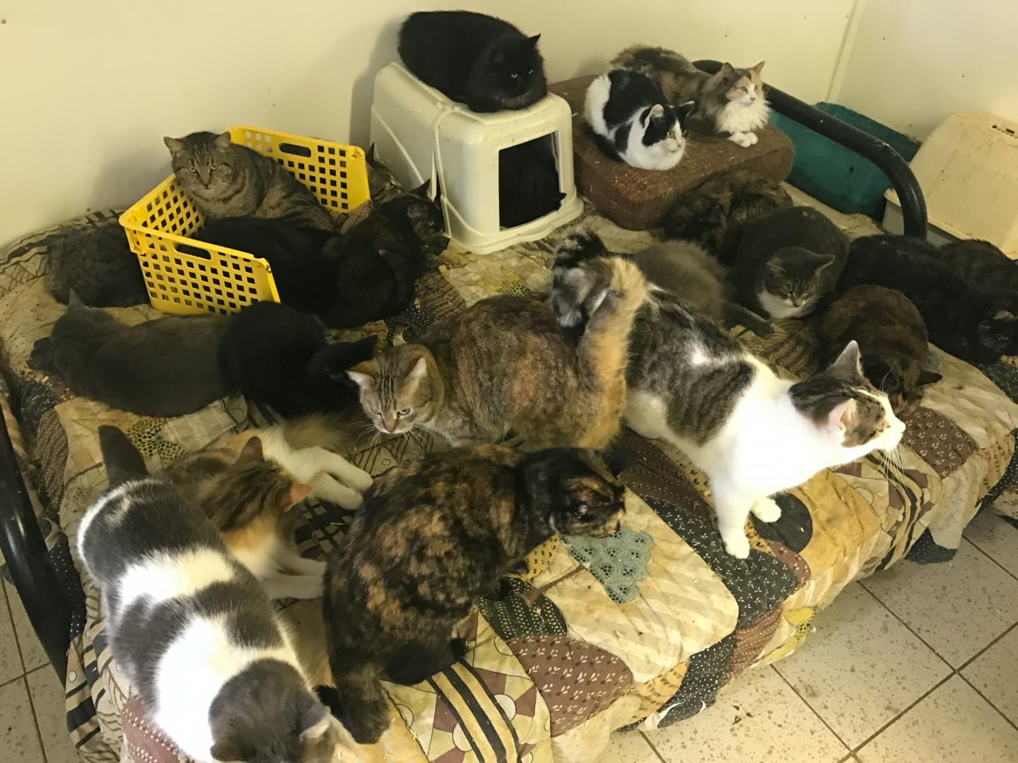 Group of Cats