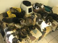 Group of Cats