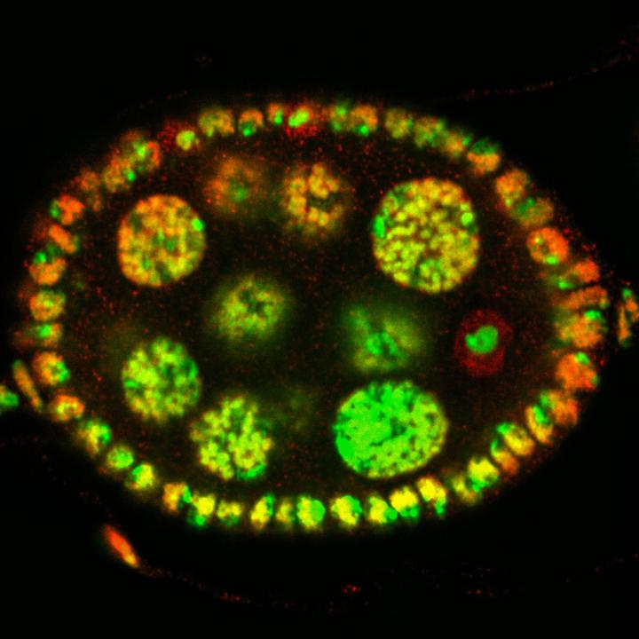 Ovarian Follicle of Fruit Fly