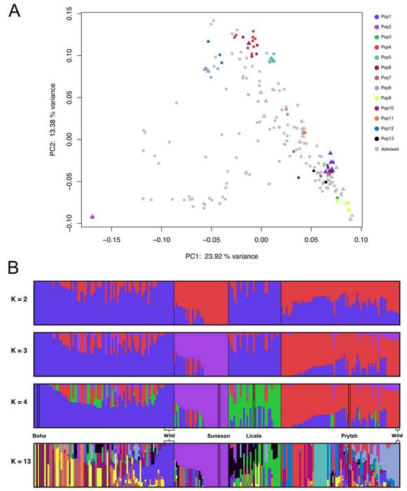 Analysis of genetic structure of the 222 resequenced accessions of C. sativa.