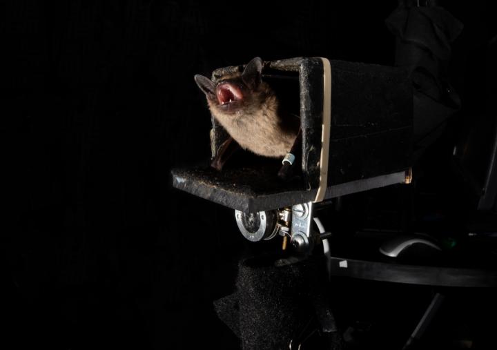 A bat about to capture an insect