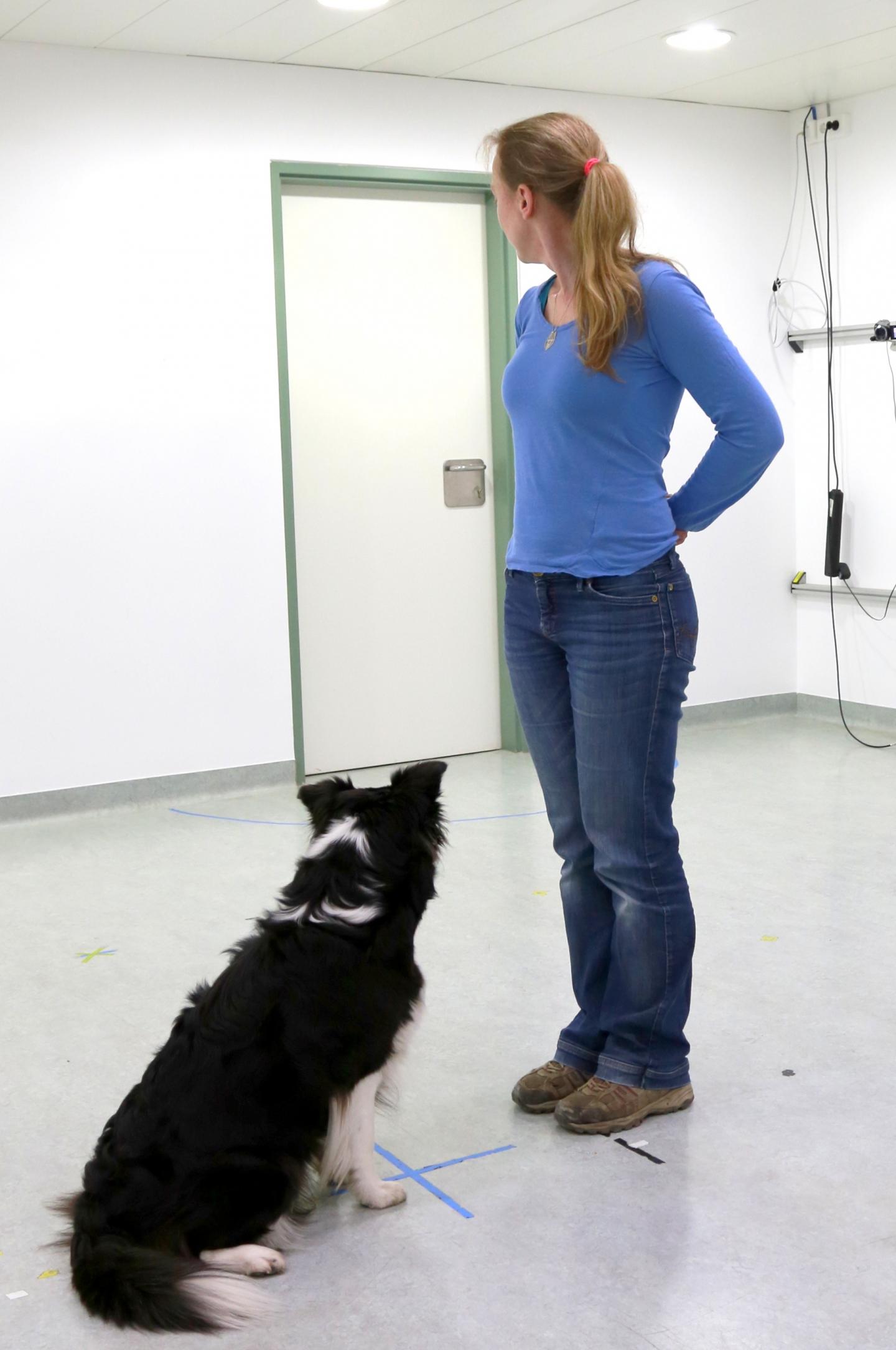 Testing the Gaze Following Behavior
