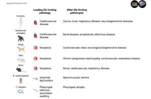 Main causes of death in selected animals: highlighting the role of pathology in limiting lifespan.