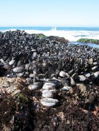 Mussel Beds