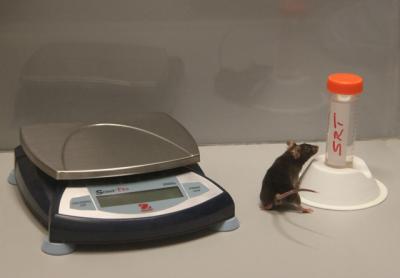 Anti-Aging Benefits of Calorie Restriction