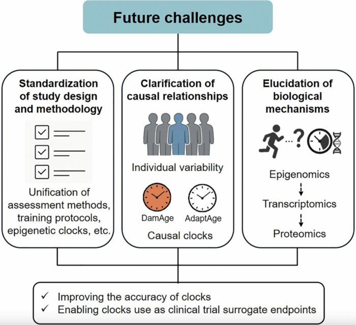 Exercise as a geroprotector: focusing on epigenetic aging