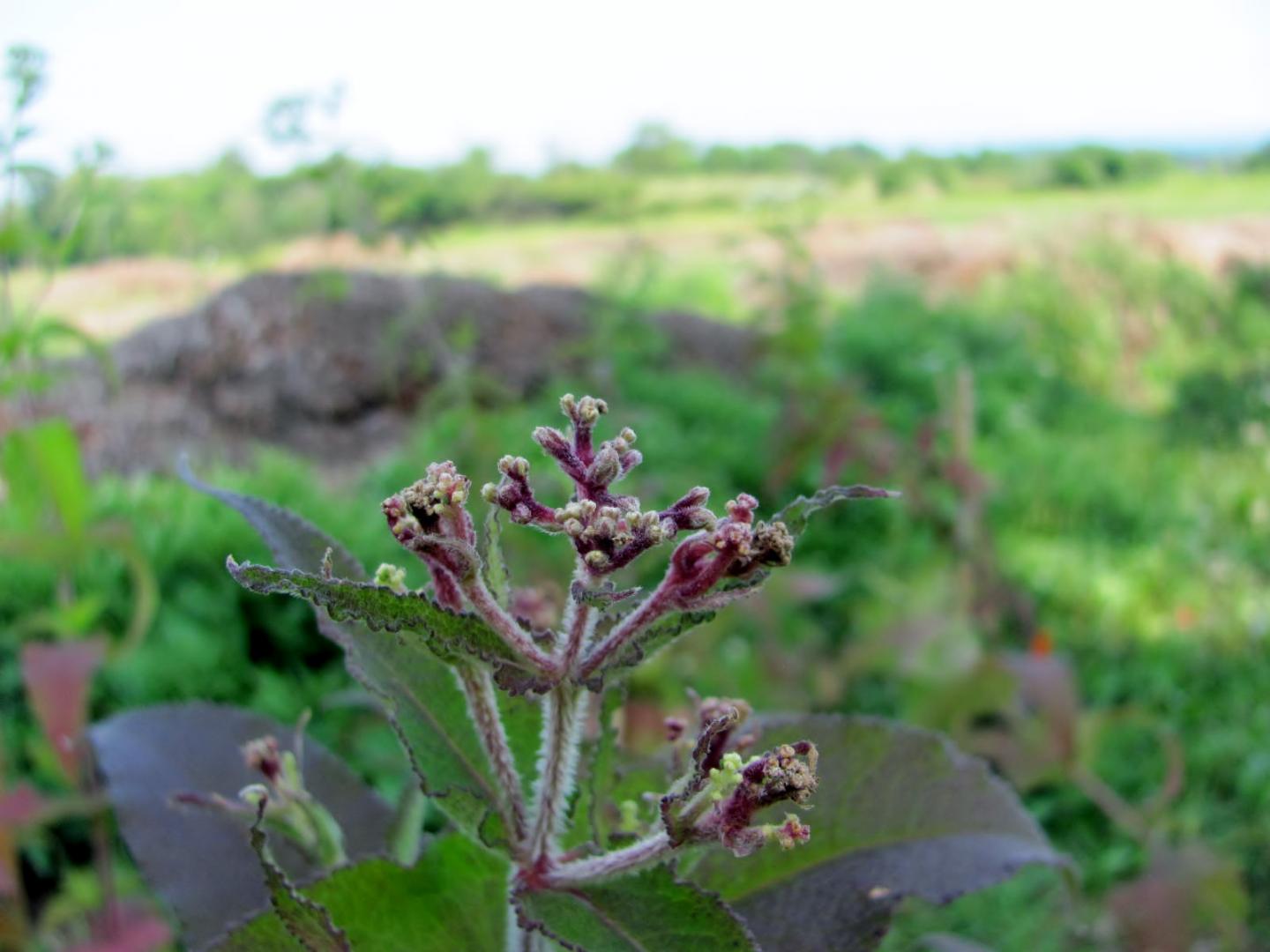 Boneset