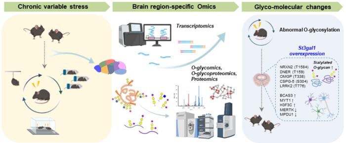 Figure 1. Research strategy for identifying changes in brain O-glycosylation in a depression model