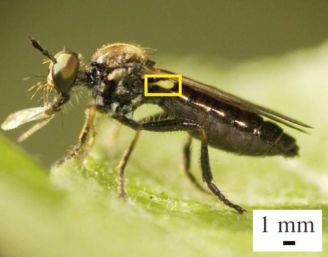 Robber Fly with Haltere