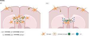 Ccn 1 plays as a “balance-keeper” for region-specific NSCs-microglia interaction
