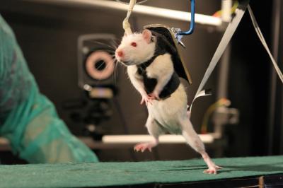 Rehab for Paralyzed Rats Restores Leg Movement (1 of 8) | EurekAlert!