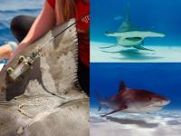 Marine Protected Areas