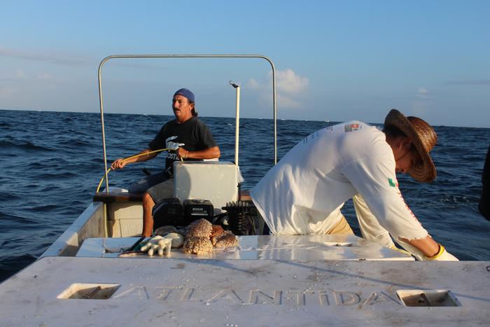 Sea cucumber harvesting