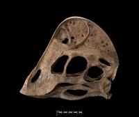 <i>Anzu wyliei</i> Reconstructed Skull