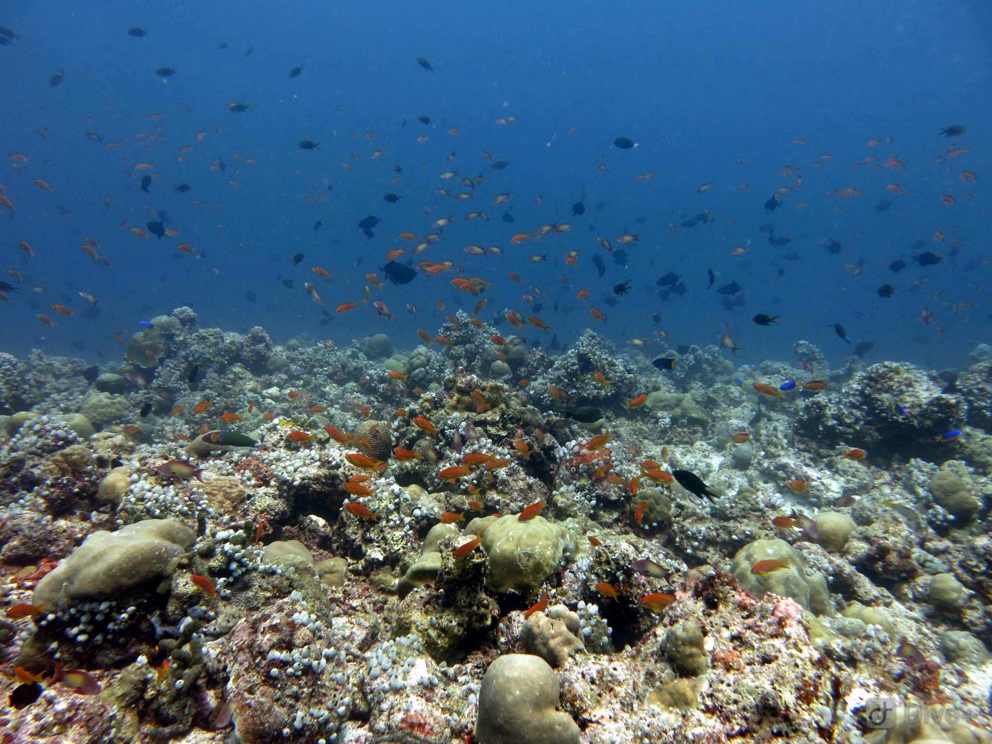 Plankton-feeding fishes often dominate the fish assemblage on oceanic coral reefs.  (2)