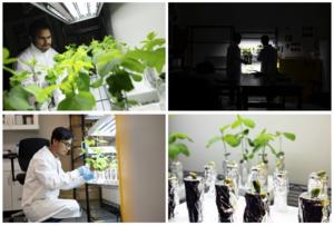 Plants in the lab