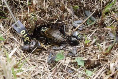 Field Crickets