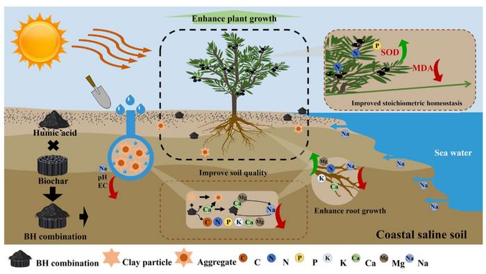 Bone biochar and humic acid improved soil quality and promoted Olea europaea growth in coastal saline soil by enhancing the stoichiometric homeostasis of nutrient elements