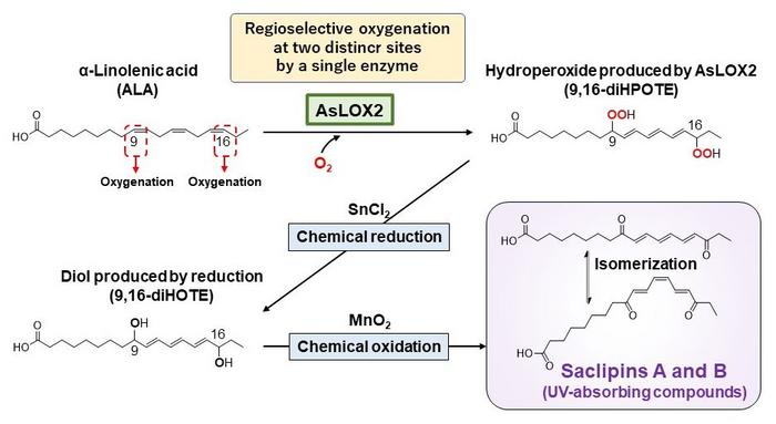 Enzymatic and chemical conversion of α-linolenic acid into saclipins