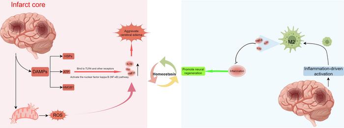 The dual role of the inflammatory response in ischemic stroke