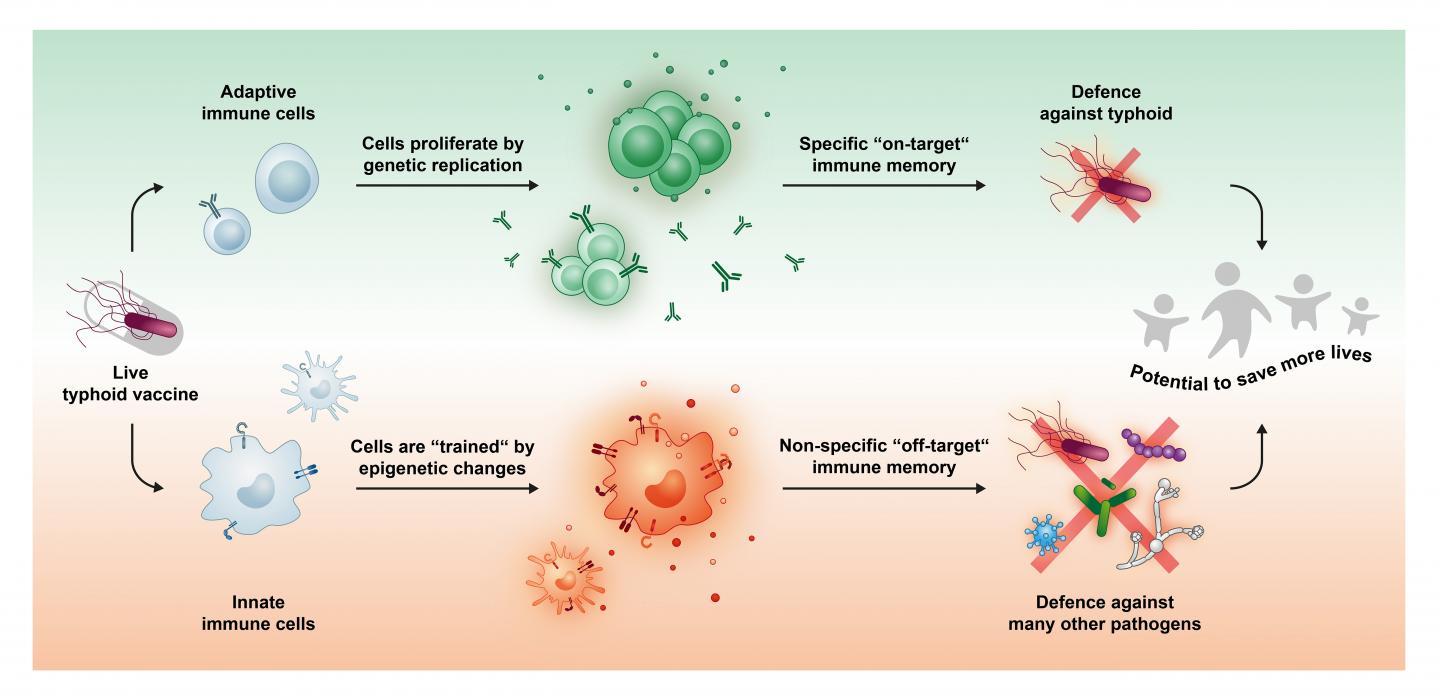 An Oral <em>Salmonella</em> Vaccine Has Broad Immune-Boosting Effects (1 of 2)