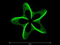 3-D Photographting in Action