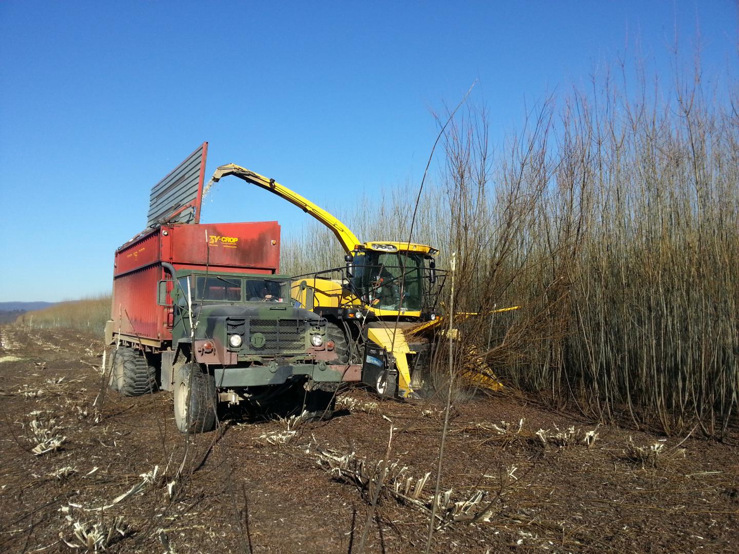 Willow harvest