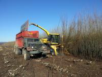 Willow harvest