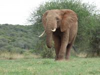 Elephants