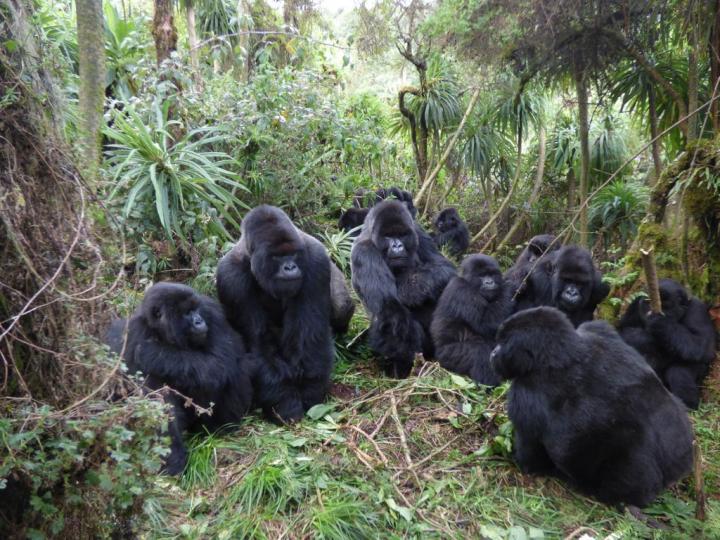 Mountain Gorillas